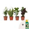Gemakkelijke kamerplanten - Set van 4 - Hoogte 25-40cm - ⌀12cm