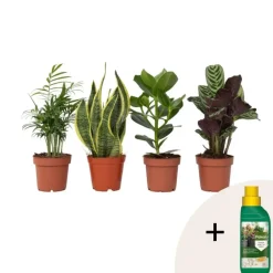 Gemakkelijke kamerplanten - Set van 4 - Hoogte 25-40cm - ⌀12cm