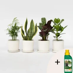 Gemakkelijke kamerplanten - Set van 4 - Hoogte 25-40cm - ⌀12cm