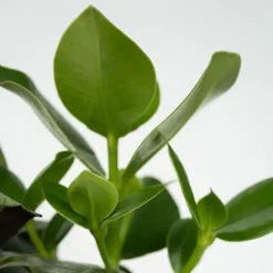 Gemakkelijke kamerplanten - Set van 4 - Hoogte 25-40cm - ⌀12cm