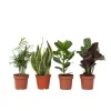 Gemakkelijke kamerplanten - Set van 4 - Hoogte 25-40cm - ⌀12cm