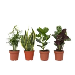 Gemakkelijke kamerplanten - Set van 4 - Hoogte 25-40cm - ⌀12cm