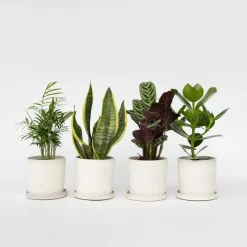 Gemakkelijke kamerplanten - Set van 4 - Hoogte 25-40cm - ⌀12cm