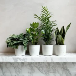 Gemakkelijke kamerplanten - Set van 4 - Hoogte 25-40cm - ⌀12cm