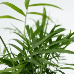 Gemakkelijke kamerplanten - Set van 4 - Hoogte 25-40cm - ⌀12cm