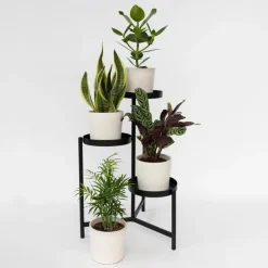 Gemakkelijke kamerplanten - Set van 4 - Hoogte 25-40cm - ⌀12cm