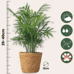 Gemakkelijke kamerplanten - Set van 4 incl. mand - Hoogte 25-40cm - ⌀12cm