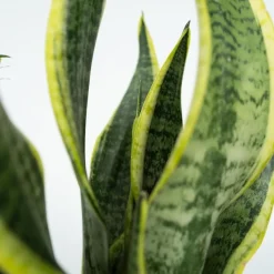 Gemakkelijke kamerplanten - Set van 4 incl. mand - Hoogte 25-40cm - ⌀12cm