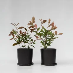 Glansmispel - Set van 2 - Photinia fraseri 'Red Robin' - Hoogte 30-40cm - ⌀17cm