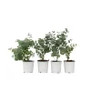 Gomboom - Set van 4 - Eucalyptus 'Pulverulenta' - Hoogte 25-40cm - ⌀12cm