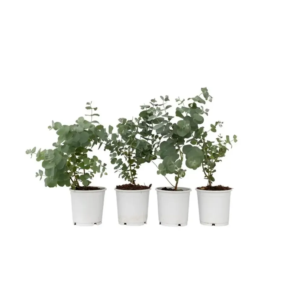Gomboom - Set van 4 - Eucalyptus 'Pulverulenta' - Hoogte 25-40cm - ⌀12cm
