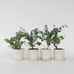 Gomboom - Set van 4 - Eucalyptus 'Pulverulenta' - Hoogte 25-40cm - ⌀12cm