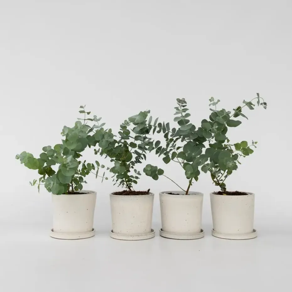 Gomboom - Set van 4 - Eucalyptus 'Pulverulenta' - Hoogte 25-40cm - ⌀12cm
