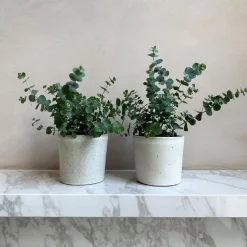 Gomboom - Set van 4 - Eucalyptus 'Pulverulenta' - Hoogte 25-40cm - ⌀12cm