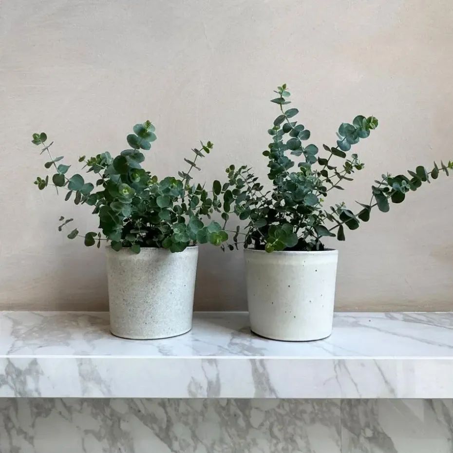 Gomboom - Set van 4 - Eucalyptus 'Pulverulenta' - Hoogte 25-40cm - ⌀12cm