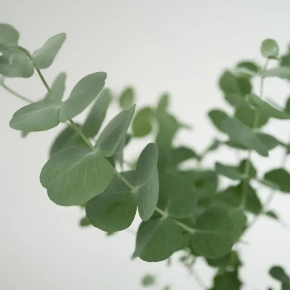 Gomboom - Set van 4 - Eucalyptus 'Pulverulenta' - Hoogte 25-40cm - ⌀12cm