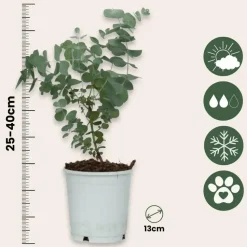 Gomboom - Set van 4 - Eucalyptus 'Pulverulenta' - Hoogte 25-40cm - ⌀12cm