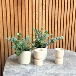 Gomboom - Set van 4 - Eucalyptus 'Pulverulenta' - Hoogte 25-40cm - ⌀12cm