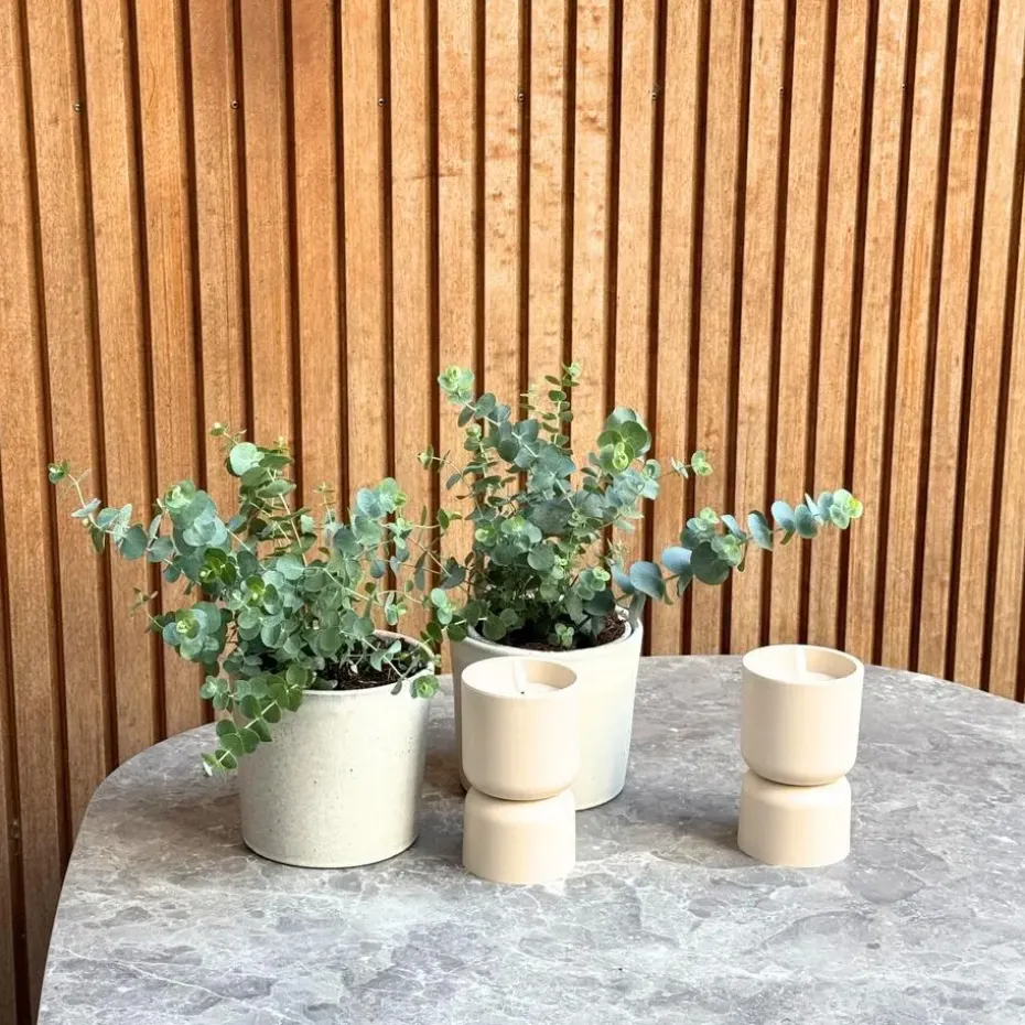 Gomboom - Set van 4 - Eucalyptus 'Pulverulenta' - Hoogte 25-40cm - ⌀12cm