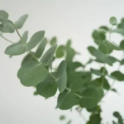 Gomboom - Set van 4 - Eucalyptus 'Pulverulenta' - Hoogte 25-40cm - ⌀12cm