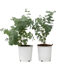 Gomboom - Set van 2 - Eucalyptus 'Pulverulenta' - Hoogte 25-40cm - ⌀13cm
