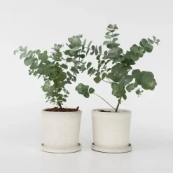 Gomboom - Set van 2 - Eucalyptus 'Pulverulenta' - Hoogte 25-40cm - ⌀13cm