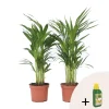 Goudpalm met voeding - Set van 2 - Dypsis lutescens - Hoogte 60-70cm - ⌀17cm