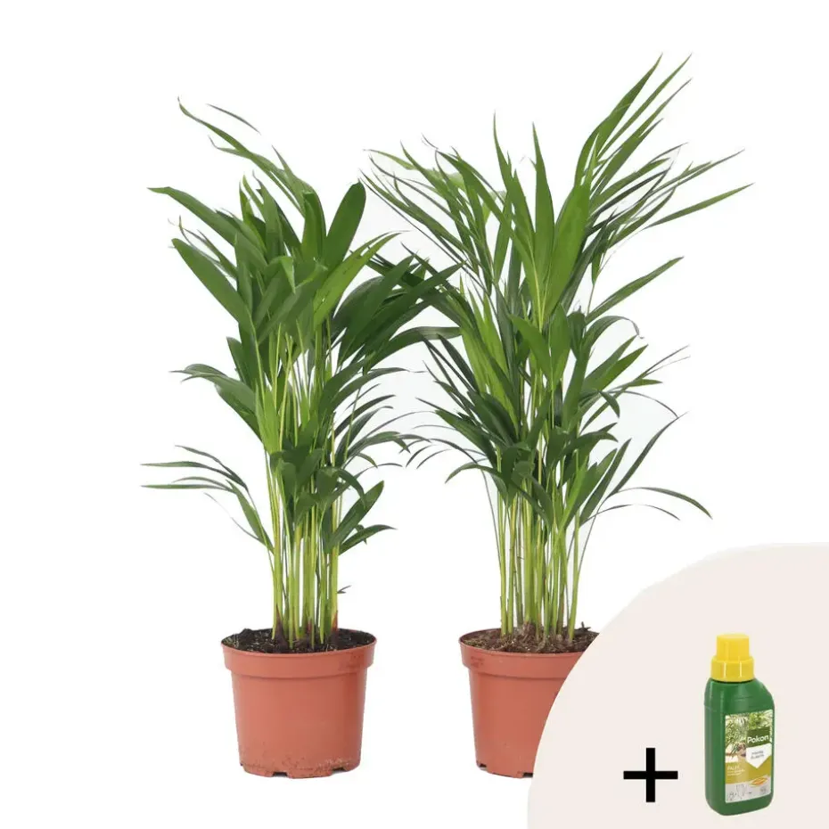 Goudpalm met voeding - Set van 2 - Dypsis lutescens - Hoogte 60-70cm - ⌀17cm