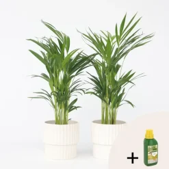 Goudpalm met voeding - Set van 2 - Dypsis lutescens - Hoogte 60-70cm - ⌀17cm
