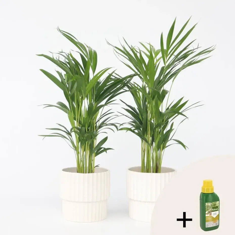Goudpalm met voeding - Set van 2 - Dypsis lutescens - Hoogte 60-70cm - ⌀17cm