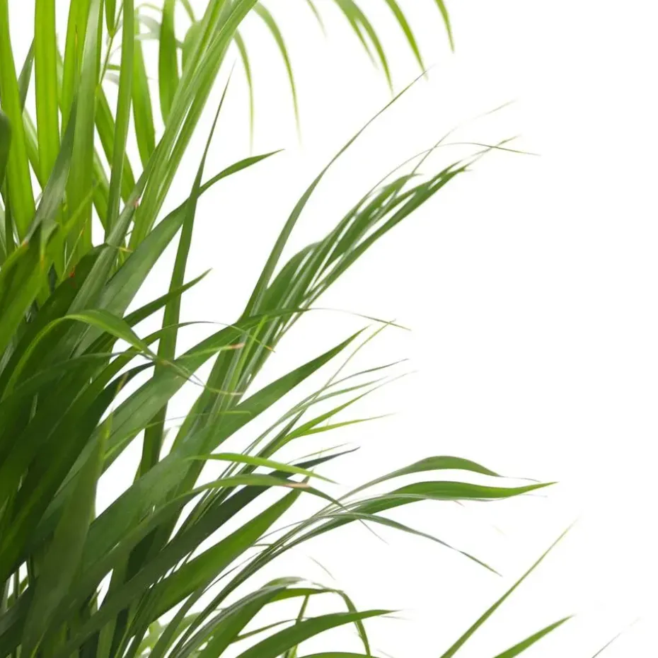 Goudpalm met voeding - Set van 2 - Dypsis lutescens - Hoogte 60-70cm - ⌀17cm