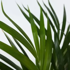 Goudpalm met voeding - Set van 2 - Dypsis lutescens - Hoogte 60-70cm - ⌀17cm