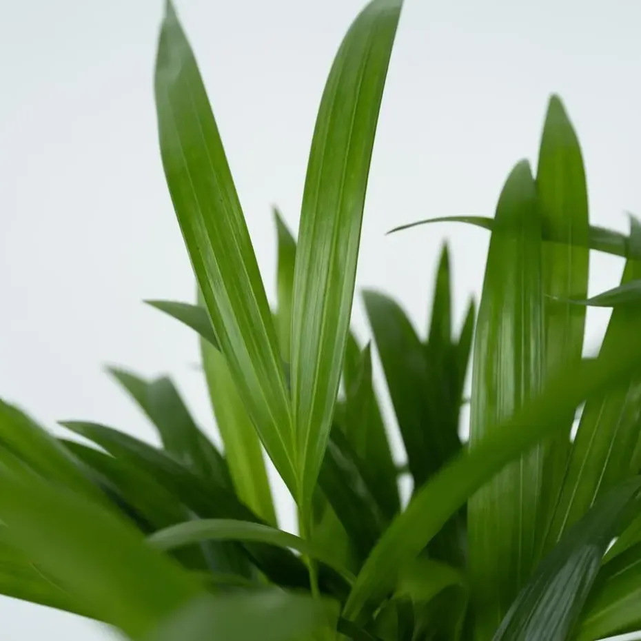 Goudpalm met voeding - Set van 2 - Dypsis lutescens - Hoogte 60-70cm - ⌀17cm