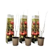 Granaatappel - Set van 3 - Punica granatum - Hoogte 25-40cm - ⌀9cm