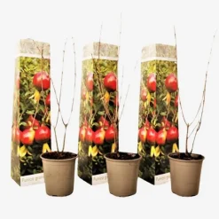 Granaatappel - Set van 3 - Punica granatum - Hoogte 25-40cm - ⌀9cm