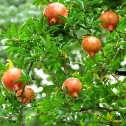 Granaatappel - Set van 3 - Punica granatum - Hoogte 25-40cm - ⌀9cm