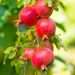 Granaatappel - Set van 3 - Punica granatum - Hoogte 25-40cm - ⌀9cm