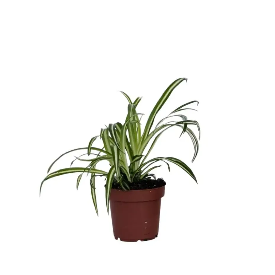 Graslelie - Chlorophytum comosum 'Atlantic' - Hoogte 25-40cm - ⌀12cm