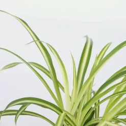 Graslelie - Chlorophytum comosum 'Atlantic' - Hoogte 25-40cm - ⌀12cm