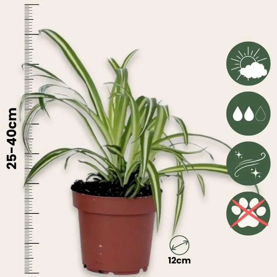 Graslelie - Chlorophytum comosum 'Atlantic' - Hoogte 25-40cm - ⌀12cm