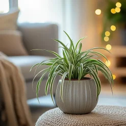 Graslelie - Chlorophytum comosum 'Atlantic' - Hoogte 25-40cm - ⌀12cm