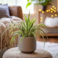 Graslelie - Chlorophytum comosum 'Atlantic' - Hoogte 25-40cm - ⌀12cm