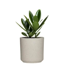 Hakbijl Plantenpot/bloempot Cindy - wit - keramiek - D15xH15 cm