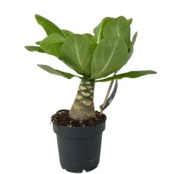 Hawaiipalm - Brighamia insignis - Hoogte 25-35cm - Pot 12cm