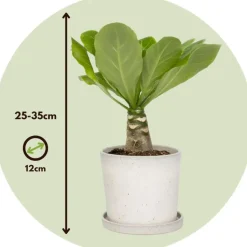 Hawaiipalm - Brighamia insignis - Hoogte 25-35cm - Pot 12cm