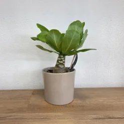 Hawaiipalm - Brighamia insignis - Hoogte 25-35cm - Pot 12cm