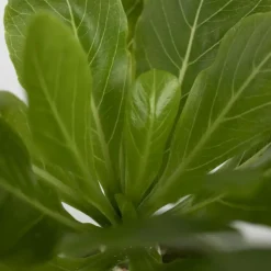 Hawaiipalm - Brighamia insignis - Hoogte 25-35cm - Pot 12cm
