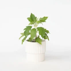 Hortensia - Hydrangea quercifolia 'Ice Crystal' - Hoogte 25-40cm - ⌀19cm