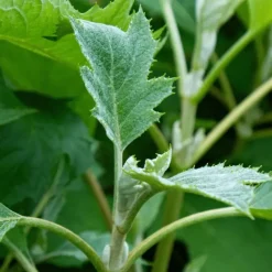 Hortensia - Hydrangea quercifolia 'Ice Crystal' - Hoogte 25-40cm - ⌀19cm