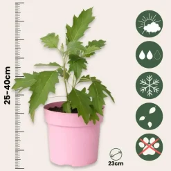 Hortensia - Hydrangea quercifolia 'Ice Crystal' - Hoogte 25-40cm - ⌀19cm